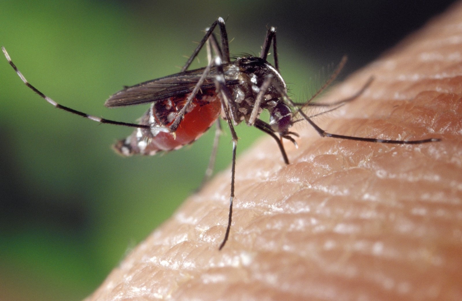 EPA approves ‘good guy’ mosquitoes to battle Zika